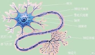 为何这些东西运动神经元患者 碰不得 