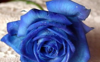 蓝玫瑰代表什么意思,蓝玫瑰的花语是什么 