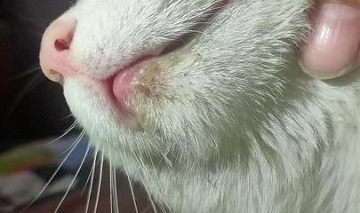 猫咪嘴里流粘液是怎么回事 怎样处理