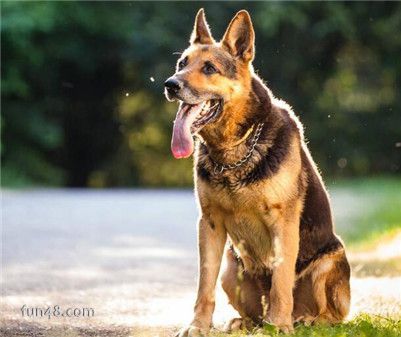 新手朋友应该如何饲养刚买回来的狼狗幼犬 狼狗幼犬的喂养方法介绍