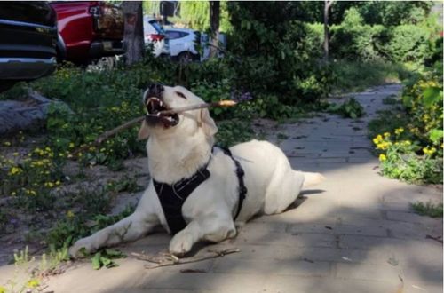 北京昌平宠物犬坠入小区神秘深井 拉布拉多被捞出 深井已填埋
