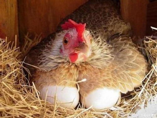 母鸡孵蛋的原理 