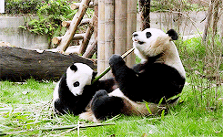 大熊猫保育义工招募 大熊猫一张萌脸征服世界,竟然是因为吃竹子