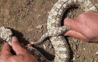 这种蛇2006年才被人们发现,不仅身藏剧毒,尾巴上还有迷惑人的武器