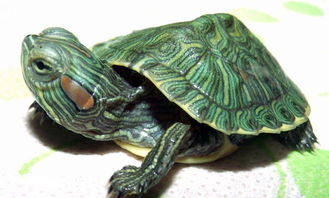 请问草龟与红耳巴西龟能一起养吗?有人说能，有人说不能~~~我是新手，也不知道到底行不行，求助!谢谢？