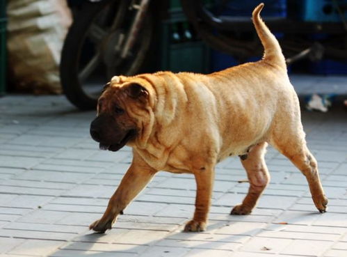 六种因体味太大,经常遭邻居投诉的狗狗,第一个名字特别美