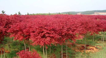 日本红枫品种排名哪个品种最好,红枫最好品种排名？
