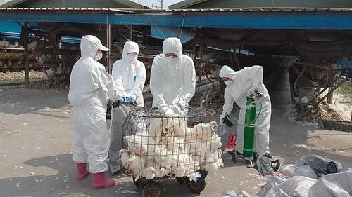 台湾蛋荒危机继续烧 屏东里港蛋鸡场爆禽流感扑杀逾1.3万只
