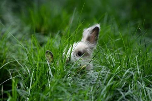 12生肖的来历 属兔的朋友们注意,兔是这样被评定十二生肖的