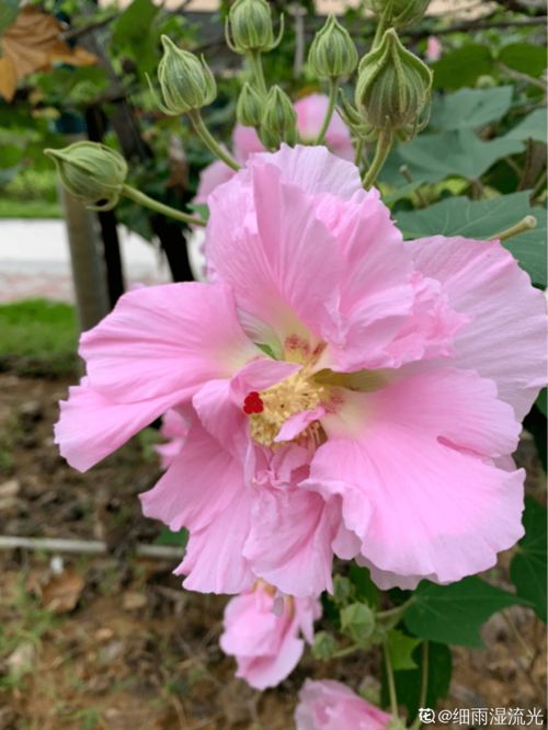 这3种 芙蓉 花,你见过几种 夏去秋来都在开,美丽和诗情并存