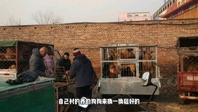 保定狗市上出现了中国古猎犬,细狗的价格只要五千块