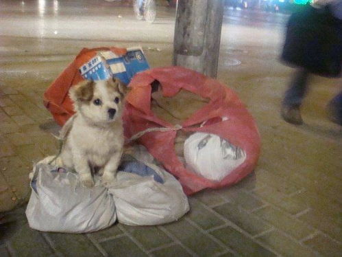 零下10度土狗冻得发抖却坚持跳舞讨饭,只为报恩主人救命之恩