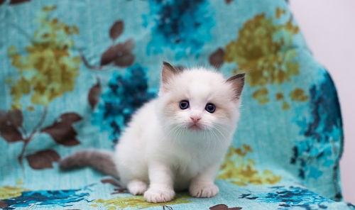 猫界颜值担当布偶猫,四海八荒第一美喵,究竟可以有多美