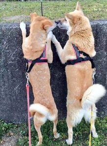 网友说自从养了这两只狗狗,每天都有源源不断的表情包 