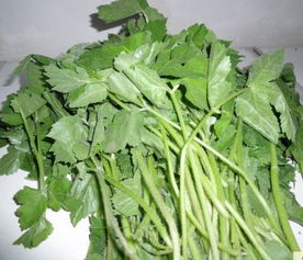 崇礼特色 山野菜 