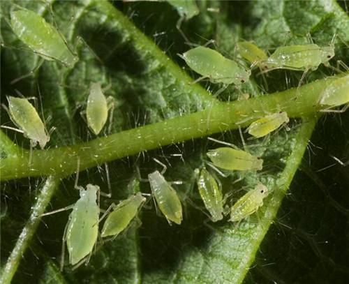 月季现蕾就被蚜虫包围,学会这3招,20天消灭蚜虫,花开爆盆