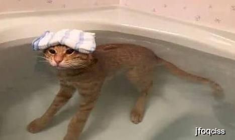 第一次遇到不怕洗澡的猫,网友 这怕是只假猫 主人 