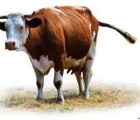 1000斤的牛能杀多少肉 800斤土黄牛能杀多少肉