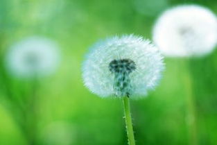 日柱桃花是什么意思,桃花在时柱意味着什么