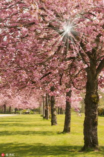 全球粉色樱花季迷醉万千少女心 