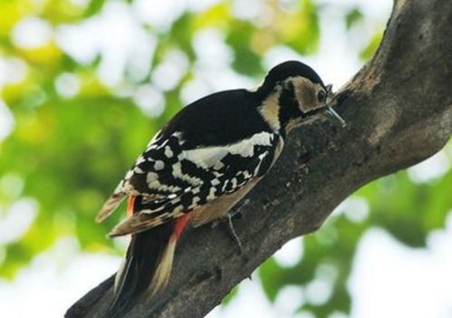 啄木鸟最喜欢吃什么 
