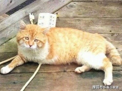 流落街头的残疾橘猫,遇到了一个老人后,它进入了爱的循环