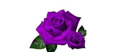 象征摩羯座的花，摩羯座玫瑰花语(摩羯座玫瑰是什么颜色)