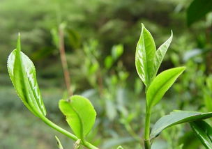 强势推荐 各大茶区秋茶上市情况直播