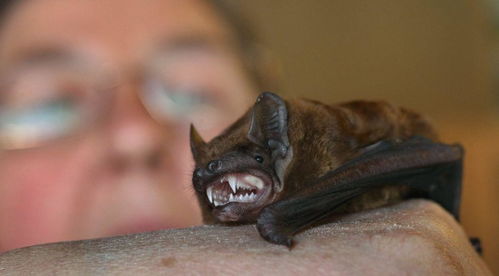 最最古怪的爱好 世界上竟有拿蝙蝠当宠物的人