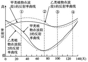 不同地物在同一光谱波段上的反射率差异越大,越容易区分 下图反映了甲 乙两类植物在生长期内两个波段上的反射率 在遥感影像上区分这两类植物,应选择生长期内哪一天的影像最合适 