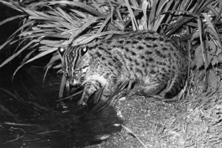 世界上最珍稀的爪哇渔猫 你在哪里 