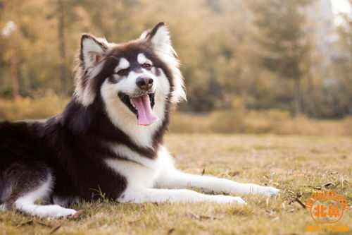 阿拉斯加雪橇犬怎么样？阿拉斯加雪橇犬的性格和饲养