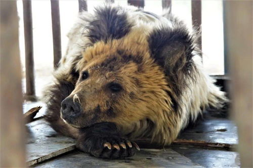 生态 我县成功解救受伤棕熊
