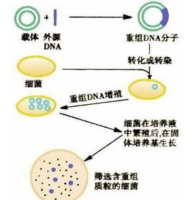 基因重组是什么意思?