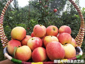 十大优质苹果品种 四个早熟苹果新品种