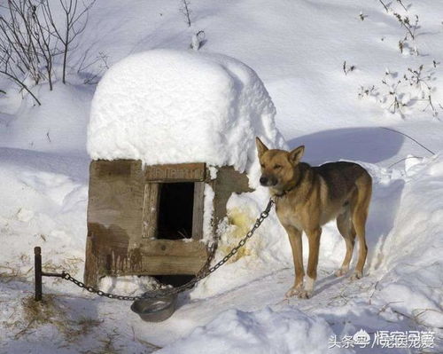东北气温零下30多度,农村家养的土狗在外面栓着都,不怕冷吗 