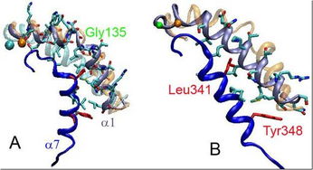 整合素 Integrin 配体结合位点激活的分子机制