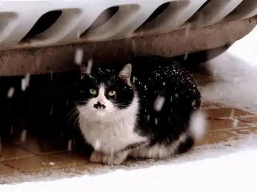 冬天猫咪是如何取暖 挺暖和的,就是有点费脸...