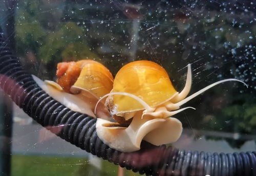 黄金螺多久繁殖一次？