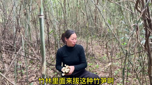 竹林的笋子多到拔不完,妇女一下子就拔了一大堆,过足了拔笋瘾