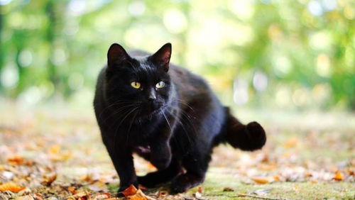 黑猫就是代表 不幸 那你永远都无法体会养一只黑猫的快乐了