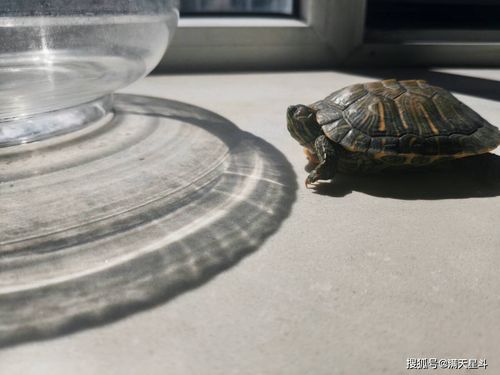 海龜是不是最長(zhǎng)壽的海洋生物