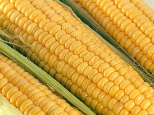 玉米是碳水化合物吗,玉米算不算碳水