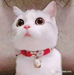 小猫铃铛特效怎么弄好看(铃铛小猫cos)(猫铃铛表情包)