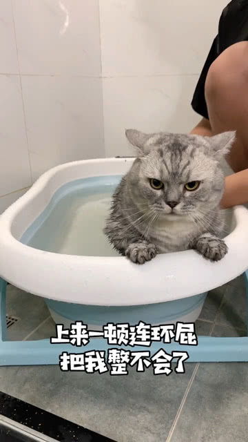 万万没想到我家猫洗澡能整这么多花样,你们家的猫洗澡也这样吗 