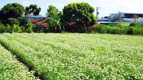 在城市的绿化草坪上都没有人种植韭菜,这究竟是什么原因呢 