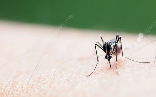 蚊子怎么找到血管的 蚊子吸血的过程详解