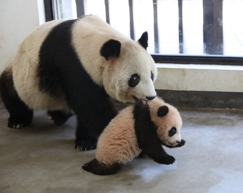 老虎妈妈 狮子妈妈 熊猫妈妈就是这么带娃的 