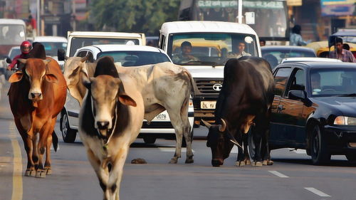 最爱吃素国家 将近5亿人不知肉味,牛可以在大街小巷随意走动 