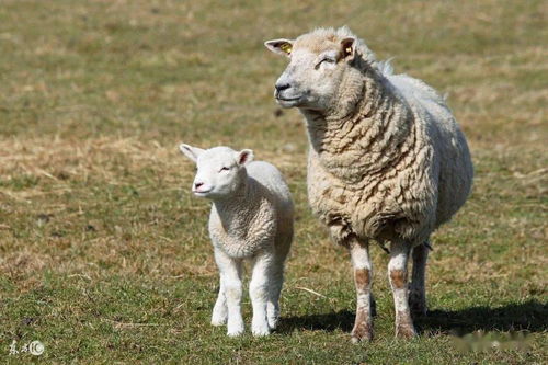 养羊经验 养羊的7个绝招
